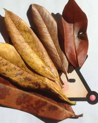 les fiches cr&eacute;atives pour l'Automne