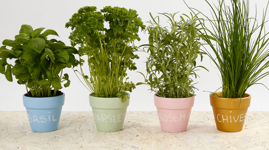 Mes pots d'herbes aromatiques