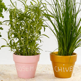 Pots herbes aromatiques